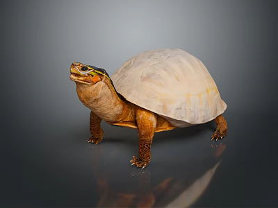 Striking Reptile Tortoise With Yellow Head Markings And Light Brown Shell On Dark Background 3d model