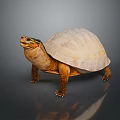 Turtle Cartoon Turtle Snapping Turtle Chickbill Turtle Reptile Cold Blooded Animal Reptile Class 3d model