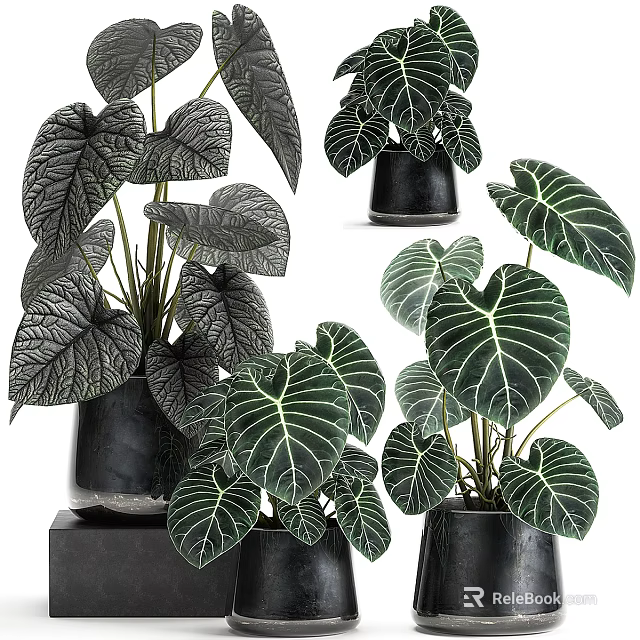 Indoor Decorative Bonsai Potted Plants with Large Green Leaves and White Veins in Black Pots 3d model 