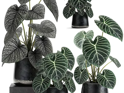 Indoor Decorative Bonsai Potted Plants with Large Green Leaves and White Veins in Black Pots 3d model