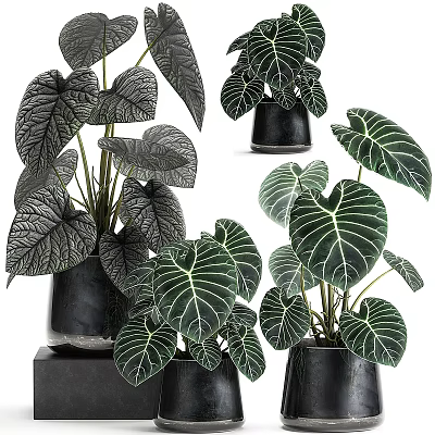 Indoor Decorative Bonsai Potted Plants with Large Green Leaves and White Veins in Black Pots 3d model