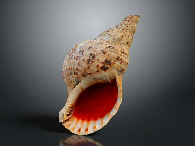 Spiral Conch Shell With Red Interior And Brown Spotted Exterior On Gray Background 3d model