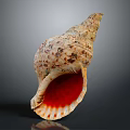 Spiral Conch Shell With Red Interior And Brown Spotted Exterior On Gray Background 3d model