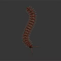 Realistic Red Centipede With Many Legs On Dark Background Detailed View