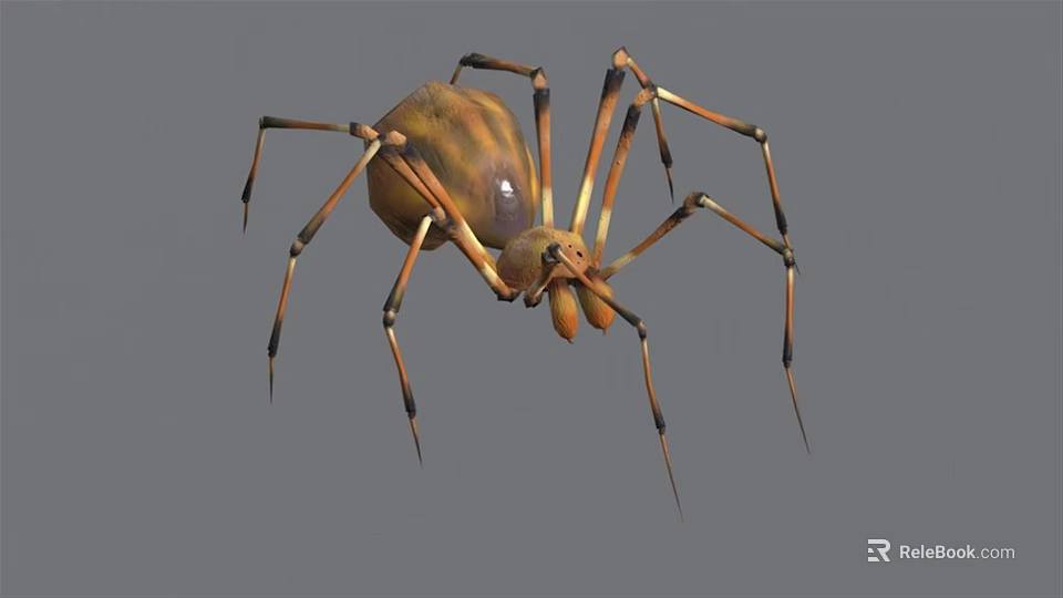 Yellow and Brown Spider with Long Striped Legs and Round Body 3d model 