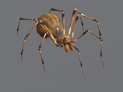 Yellow and Brown Spider with Long Striped Legs and Round Body 3d model