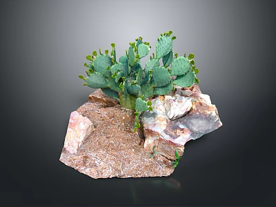 Green Cactus Plant With Small Buds Growing On Rocky Soil Surface 3d model