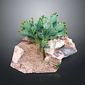 Green Cactus Plant With Small Buds Growing On Rocky Soil Surface