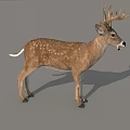 Realistic Spotted Buck Deer With Large Antlers Standing On Gray Background
