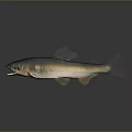 Realistic Golden Silver Fish with Open Mouth on Gray Background and Reflection