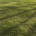 Lush Green Grass Field With Sunlight And Natural Shadows In Outdoor Setting