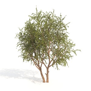 Plants Trees Dwarf Trees 3d model