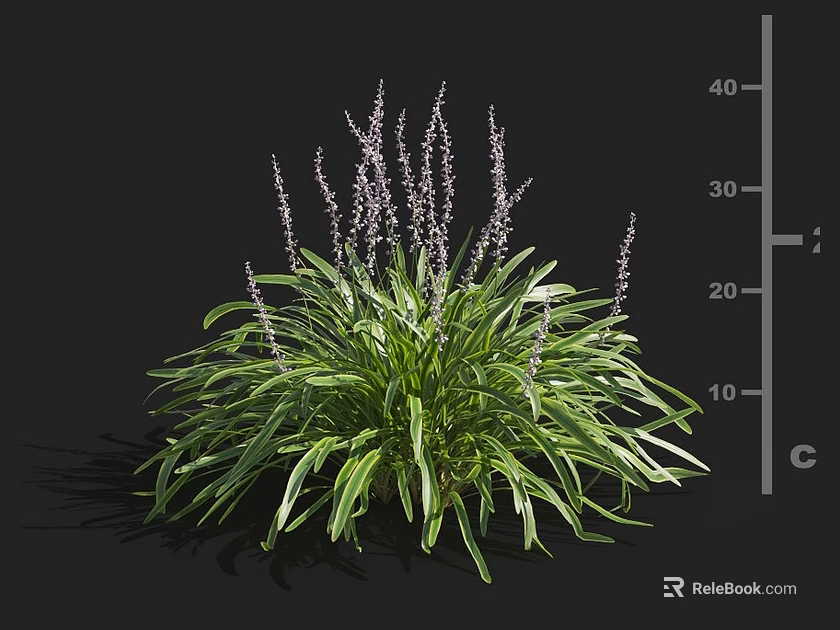 Green Plant With Broad Leaves And Purple Spike Flowers Measuring 30 40 Cm Height 3d model 