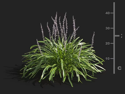 Green Plant With Broad Leaves And Purple Spike Flowers Measuring 30 40 Cm Height 3d model