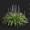Green Plant With Broad Leaves And Purple Spike Flowers Measuring 30 40 Cm Height