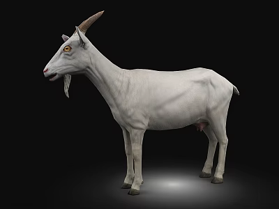 White Goat With Curved Horns Standing On Black Background In Full View 3d model