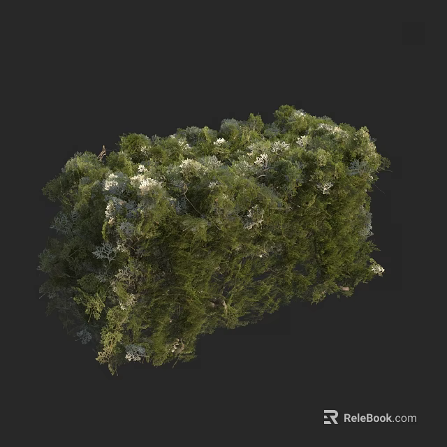 Lush Green Shrub with White Flowers and Dense Foliage in Garden 3d model 