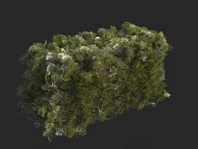 Lush Green Shrub with White Flowers and Dense Foliage in Garden 3d model