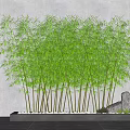 Lush Green Bamboo Plants in Modern Planter with Stones and Small Plants Against White Wall
