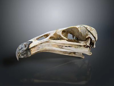 Unique Bird Skull Decorative Figurine For Home Living Accessories Decoration 3d model