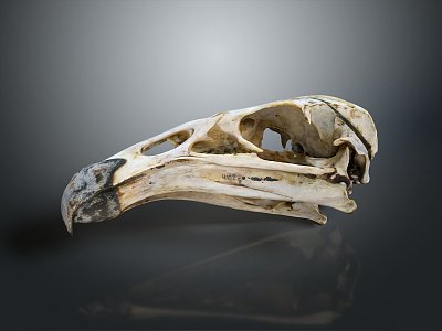 parrot skull hawk skull bird skull bird fossil model