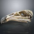 parrot skull hawk skull bird skull bird fossil 3d model