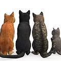 Group Of Various Colored Cats In Different Sizes Standing Arranged Together