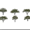 Multiple Arbor Trees Display Green Yellow Orange Leaves With Human Figure For Scale On Black