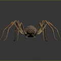 Realistic Spider With Long Legs And Textured Brown Body On Dark Surface