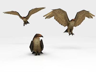 Modern Eagle Condor Game Character 3d model