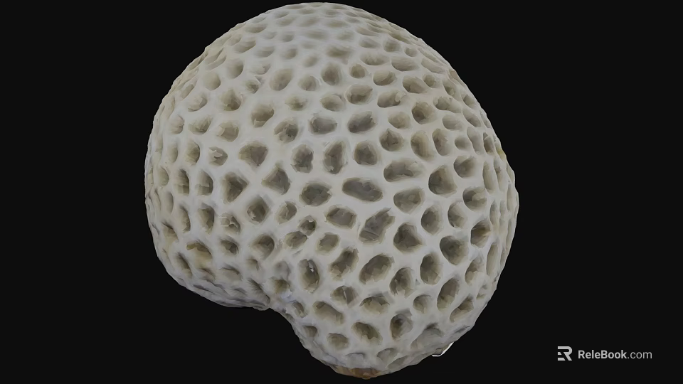 White Porous Coral With Intricate Hole Pattern Isolated On Black Background 3d model 
