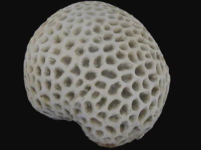 White Porous Coral With Intricate Hole Pattern Isolated On Black Background 3d model