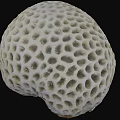 White Porous Coral With Intricate Hole Pattern Isolated On Black Background