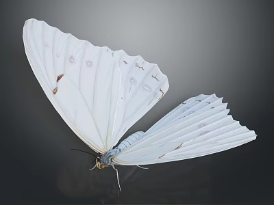 Elegant White Butterfly With Delicate Patterns On Wings Displaying Open Against Dark Background 3d model