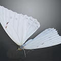 Elegant White Butterfly With Delicate Patterns On Wings Displaying Open Against Dark Background