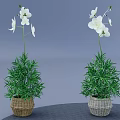 Two Decorative Bonsai Potted Plants With White Flowers And Green Foliage In Wicker Baskets