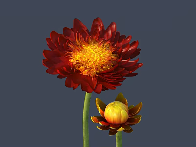 Vibrant Red Flower with Yellow Center and Small Bud Against Gray Background 3d model