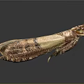 Close Up Brown and Gold Moth With Red Head and Yellow Eyes on Dark Background