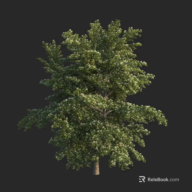 Lush Arbor Tree With Dense Green Foliage And White Flowers 3d model 