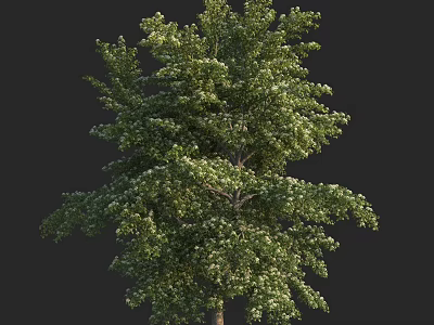 Lush Arbor Tree With Dense Green Foliage And White Flowers 3d model