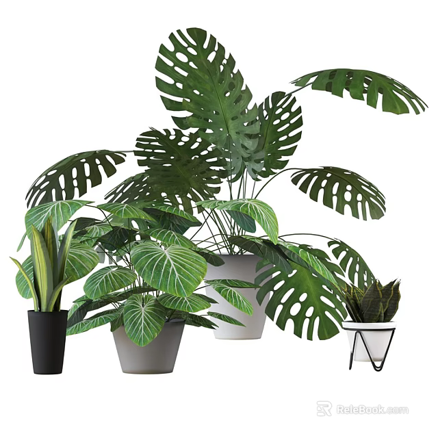 Indoor Garden Decor With Monstera Plants And Various Leafy Green Potted Accents 3d model 