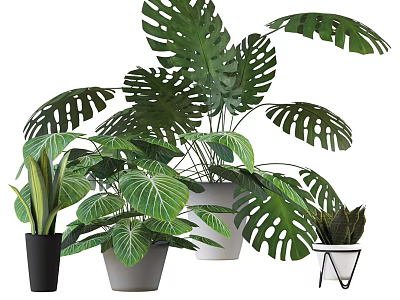 Indoor Garden Decor With Monstera Plants And Various Leafy Green Potted Accents 3d model