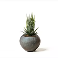 Modern Round Gray Ceramic Pot with Aloe Vera Plant on White Background