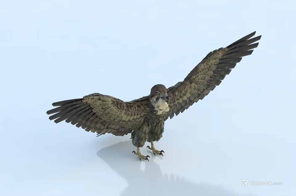 Eagle flying animal with spread wings standing on white background and detailed feathers 3d model 