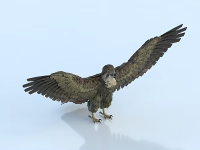 Eagle flying animal with spread wings standing on white background and detailed feathers 3d model