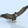 Modern Eagle 3d model