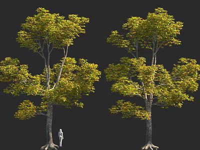 Tall Trees with Lush Green Yellow Leaves and Human Figure for Scale 3d model