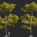Tall Trees with Lush Green Yellow Leaves and Human Figure for Scale