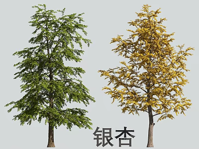Ginkgo Tree with Green and Yellow Foliage Showing Seasonal Color Changes 3d model