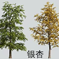 Ginkgo Tree with Green and Yellow Foliage Showing Seasonal Color Changes
